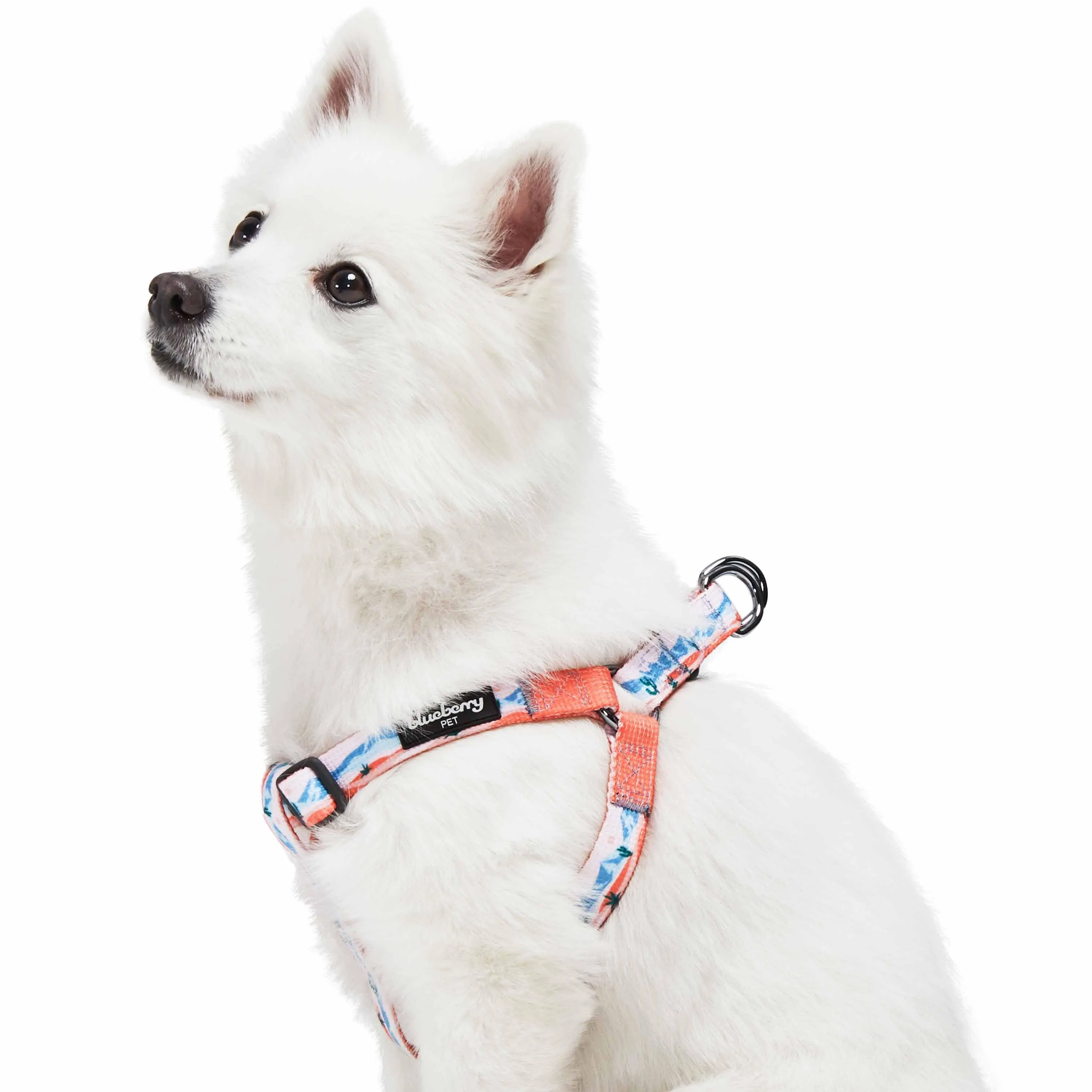 Blueberry Pet × Jackelyn Ho Dog Harness